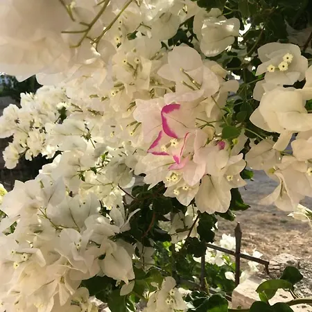 Seafront With Direct Access Hébergement de vacances Koróni