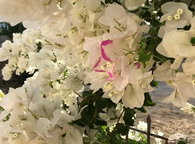 Seafront With Direct Access Ferienhaus Koróni